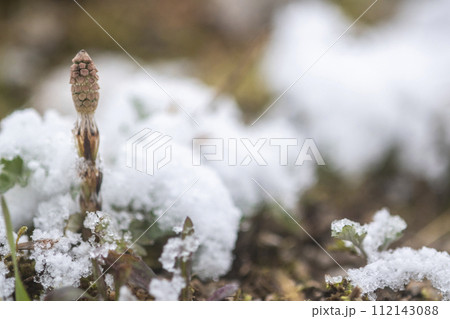 雪から顔をだすツクシ 112143088