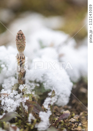 雪から顔をだすツクシ 112143089