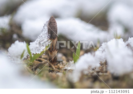 雪から顔をだすツクシ 112143091