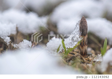 雪から顔をだすツクシ 112143092