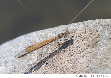 オツネントンボ（オス） 112143495