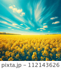 青空の下で明るく照らされた菜の花畑 112143626
