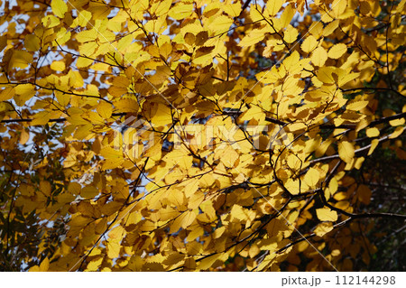 秋の甲斐駒ヶ岳 秋の甲斐駒ヶ岳 112144298