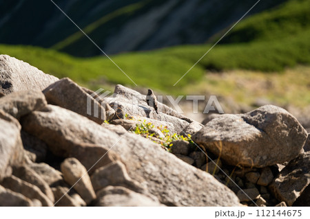 笠ヶ岳 笠ヶ岳 112144675