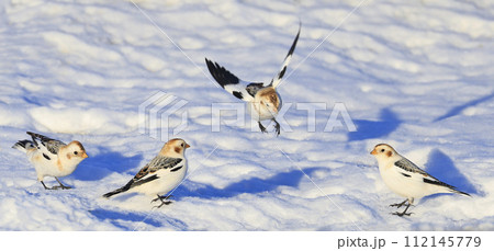 Group of Snow Bunting in winter time, Canada Group of Snow Bunting in winter time, Canada 112145779