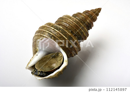 灯台つぶ 112145897