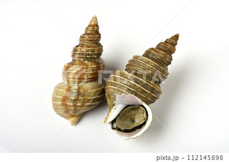 灯台つぶ 112145898