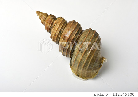 灯台つぶ 112145900