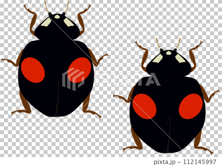 Beneficial insect "Nami lady beetle" 2 pattern type, 2 red patterns on black background, 2 vertical rows 112145997