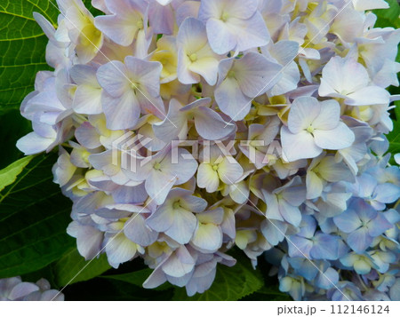 紫陽花 112146124
