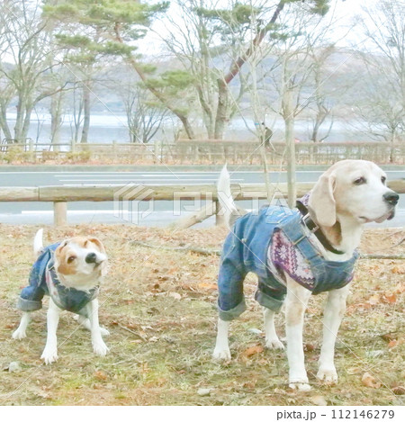 お散歩する2匹のビーグル犬 112146279