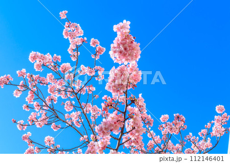 【季節のイメージ素材】東京旧中川ふれあい橋周辺の河津桜(平井) 【季節のイメージ素材】東京旧中川ふれあい橋周辺の河津桜(平井) 112146401