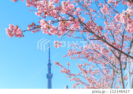 【東京の都市風景】東京旧中川ふれあい橋周辺の河津桜と東京スカイツリー(平井) 【東京の都市風景】東京旧中川ふれあい橋周辺の河津桜と東京スカイツリー(平井) 112146427