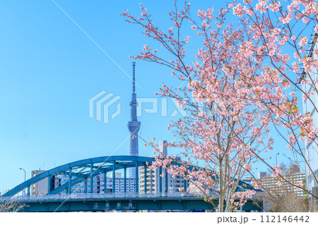 【東京の都市風景】東京旧中川ふれあい橋周辺の河津桜と東京スカイツリー（平井） 112146442