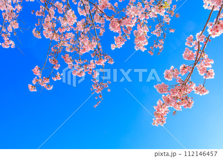 【季節のイメージ素材】東京旧中川ふれあい橋周辺の河津桜(平井) 【季節のイメージ素材】東京旧中川ふれあい橋周辺の河津桜(平井) 112146457
