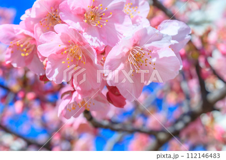 【季節のイメージ素材】東京旧中川ふれあい橋周辺の河津桜（平井） 112146483