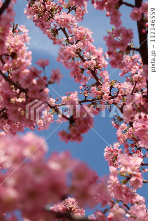 河津桜 西灘駅 阪神電車 西郷川河口公園 阪神三宮駅 菜花 無料 早咲き 快晴 春先 ピンク色 河津桜 西灘駅 阪神電車 西郷川河口公園 阪神三宮駅 菜花 無料 早咲き 快晴 春先 ピンク色 112146559
