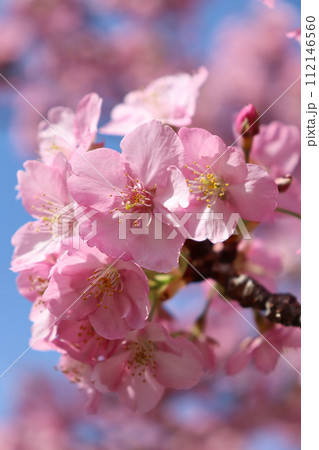 河津桜　西灘駅　阪神電車　西郷川河口公園　阪神三宮駅　菜花　無料　早咲き　快晴　春先　ピンク色 112146560