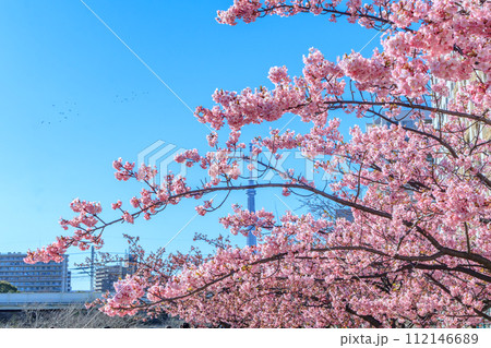【東京の都市風景】東京旧中川ふれあい橋周辺の河津桜と東京スカイツリー(平井) 【東京の都市風景】東京旧中川ふれあい橋周辺の河津桜と東京スカイツリー(平井) 112146689