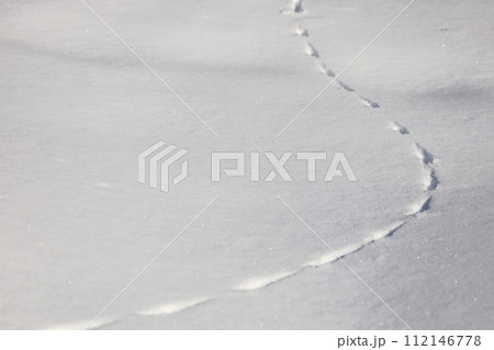 雪原の足跡 エゾリス 雪原の足跡 エゾリス 112146778