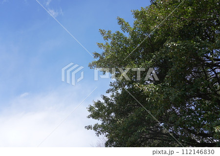 荒子公園 梅まつり 春 112146830