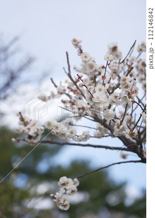 荒子公園 梅まつり 春 荒子公園 梅まつり 春 112146842