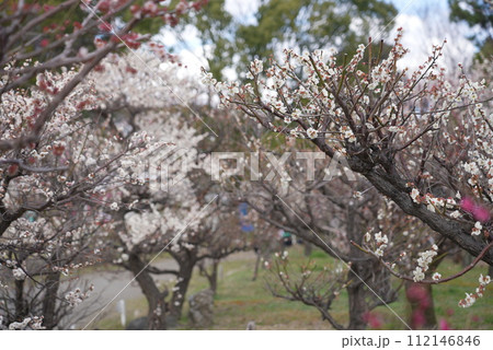 荒子公園 梅まつり 春 荒子公園 梅まつり 春 112146846