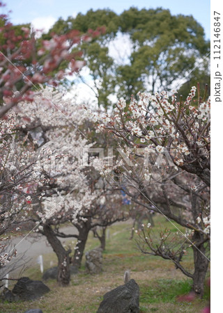 荒子公園 梅まつり 春 荒子公園 梅まつり 春 112146847