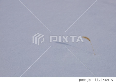 雪原の中の穂 雪原の中の穂 112146915