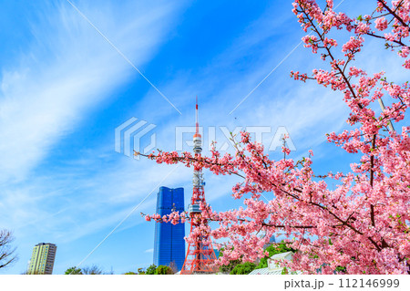 【季節の都市風景】東京タワー・麻布台ヒルズと河津桜(芝公園から) 【季節の都市風景】東京タワー・麻布台ヒルズと河津桜(芝公園から) 112146999