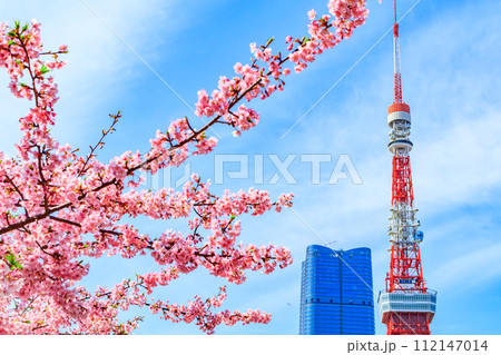 【季節の都市風景】東京タワー・麻布台ヒルズと河津桜(芝公園から) 【季節の都市風景】東京タワー・麻布台ヒルズと河津桜(芝公園から) 112147014
