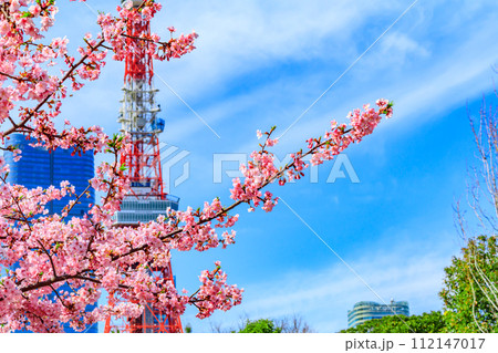 【季節の都市風景】東京タワー・麻布台ヒルズと河津桜（芝公園から） 112147017