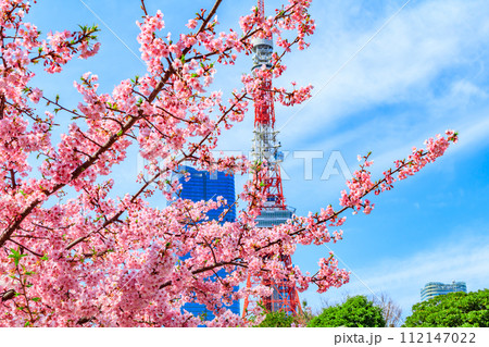 【季節の都市風景】東京タワー・麻布台ヒルズと河津桜（芝公園から） 112147022
