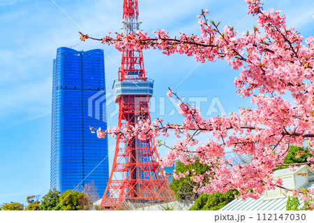 【季節の都市風景】東京タワー・麻布台ヒルズと河津桜（芝公園から） 112147030