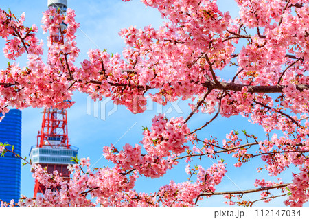【季節の都市風景】東京タワー・麻布台ヒルズと河津桜(芝公園から) 【季節の都市風景】東京タワー・麻布台ヒルズと河津桜(芝公園から) 112147034