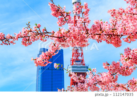 【季節の都市風景】東京タワー・麻布台ヒルズと河津桜(芝公園から) 【季節の都市風景】東京タワー・麻布台ヒルズと河津桜(芝公園から) 112147035
