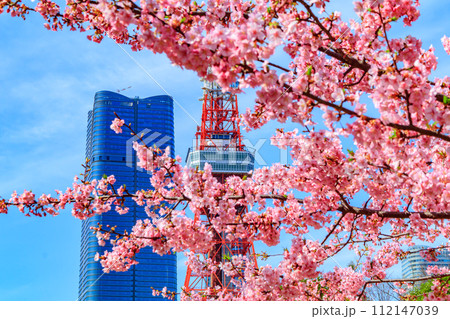 【季節の都市風景】東京タワー・麻布台ヒルズと河津桜（芝公園から） 112147039