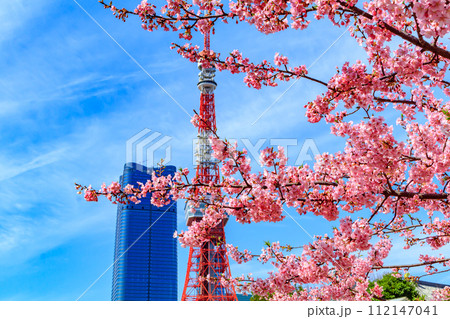 【季節の都市風景】東京タワー・麻布台ヒルズと河津桜(芝公園から) 【季節の都市風景】東京タワー・麻布台ヒルズと河津桜(芝公園から) 112147041