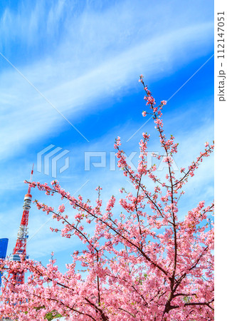 【季節の都市風景】東京タワー・麻布台ヒルズと河津桜(芝公園から) 【季節の都市風景】東京タワー・麻布台ヒルズと河津桜(芝公園から) 112147051