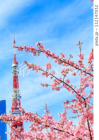 【季節の都市風景】東京タワー・麻布台ヒルズと河津桜(芝公園から) 【季節の都市風景】東京タワー・麻布台ヒルズと河津桜(芝公園から) 112147052