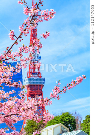 【季節の都市風景】東京タワー・麻布台ヒルズと河津桜(芝公園から) 【季節の都市風景】東京タワー・麻布台ヒルズと河津桜(芝公園から) 112147055