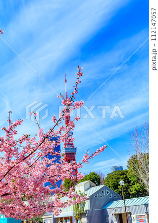 【季節の都市風景】東京タワー・麻布台ヒルズと河津桜(芝公園から) 【季節の都市風景】東京タワー・麻布台ヒルズと河津桜(芝公園から) 112147057