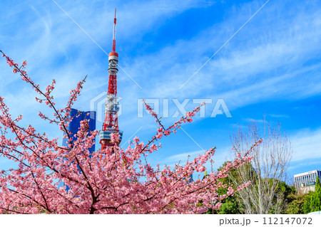 【季節の都市風景】東京タワー・麻布台ヒルズと河津桜(芝公園から) 【季節の都市風景】東京タワー・麻布台ヒルズと河津桜(芝公園から) 112147072