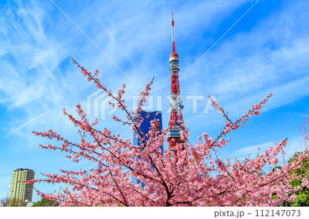 【季節の都市風景】東京タワー・麻布台ヒルズと河津桜(芝公園から) 【季節の都市風景】東京タワー・麻布台ヒルズと河津桜(芝公園から) 112147073