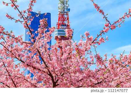 【季節の都市風景】東京タワー・麻布台ヒルズと河津桜(芝公園から) 【季節の都市風景】東京タワー・麻布台ヒルズと河津桜(芝公園から) 112147077