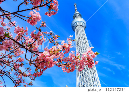 【季節の都市風景】東京スカイツリーと河津桜 112147254