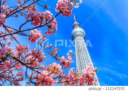 【季節の都市風景】東京スカイツリーと河津桜 【季節の都市風景】東京スカイツリーと河津桜 112147255