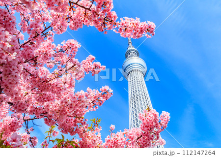 【季節の都市風景】東京スカイツリーと河津桜 【季節の都市風景】東京スカイツリーと河津桜 112147264