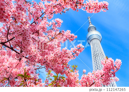 【季節の都市風景】東京スカイツリーと河津桜 【季節の都市風景】東京スカイツリーと河津桜 112147265