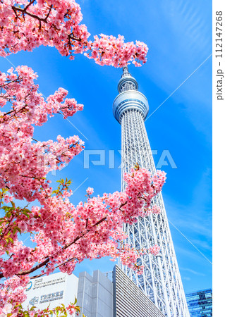 【季節の都市風景】東京スカイツリーと河津桜 112147268